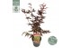 Acer palmatum bloodgood extra kwaliteit 