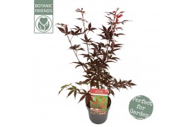 Acer palmatum bloodgood extra kwaliteit