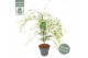 Acer palmatum emerald lace 