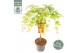 Acer palmatum cascade ruby 40 cm cm stam 