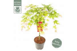 Acer palmatum cascade ruby 40 cm cm stam