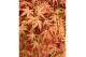 Acer palmatum cascade ruby 40 cm cm stam 