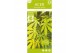 Acer palmatum cascade emerald 40 cm cm stam 