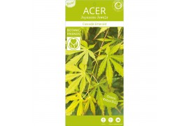 Acer palmatum cascade emerald 40 cm cm stam