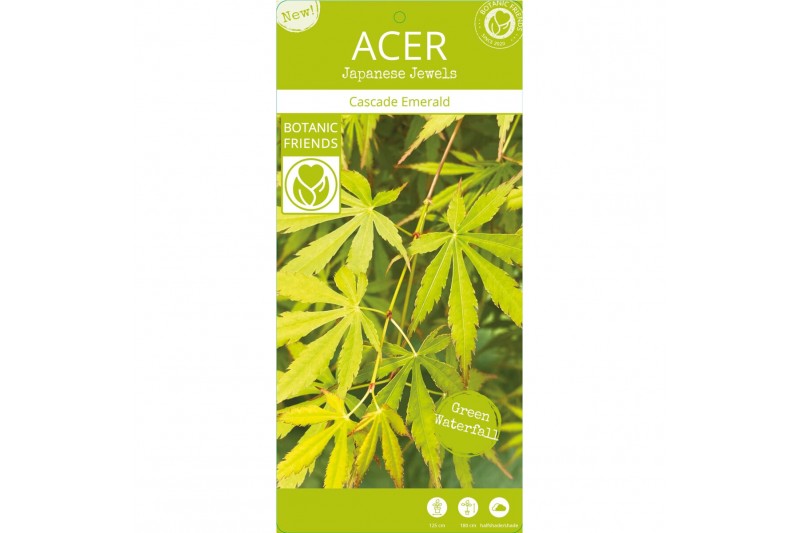 Acer palmatum cascade emerald 40 cm cm stam 