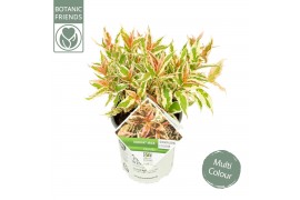 Diervilla splendens kodiak variegated