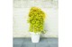 Acer palmatum cascade gold 40 cm cm stam 