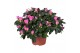 Rhododendron simsii rose vogel Azalea roze 