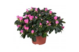 Rhododendron simsii rose vogel Azalea roze