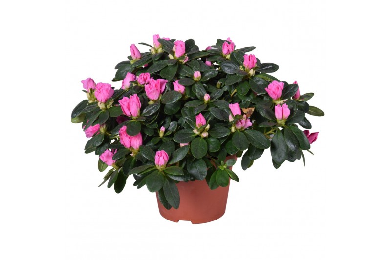 Rhododendron simsii rose vogel Azalea roze Rhododendron simsii rose vogel Azalea roze
