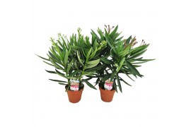 Nerium oleander