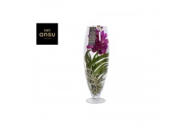 Vanda hybriden Champagne glas - Pink/Cerise/Fuchsia
