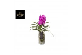 Vanda hybriden Bose XL glas - Pink/Cerise/Fuchsia