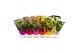 Chrysanthemum mix 6 kleuren 