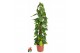 Philodendron scandens brasil mosstok 