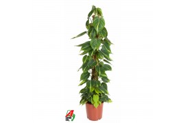 Philodendron scandens brasil mosstok