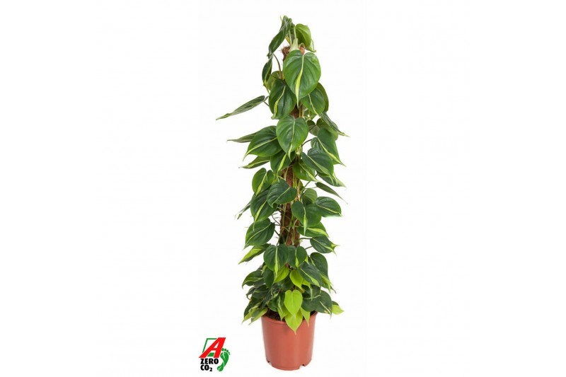 Philodendron scandens brasil mosstok 