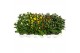 Chrysanthemum ind. mix 6 kleuren 