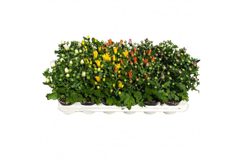 Chrysanthemum ind. mix 6 kleuren 