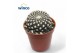 Rebutia muscula Sulcorebutia Arencea 
