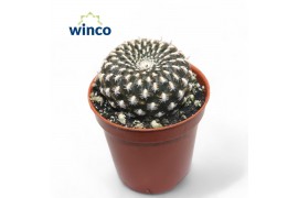 Rebutia muscula Sulcorebutia Arencea