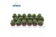 Crassula springtime 