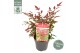 Nandina domestica obsessed 