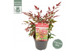 Nandina domestica obsessed