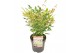 Nandina domestica twilight 