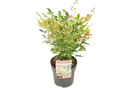 Nandina domestica twilight