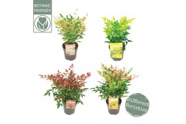 Nandina domestica mixlaag