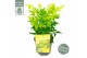 Nandina domestica magical lemon and lime 