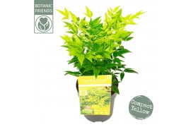 Nandina domestica magical lemon and lime
