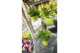 Nandina domestica magical lemon and lime 
