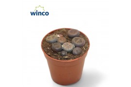 Lithops hookeri