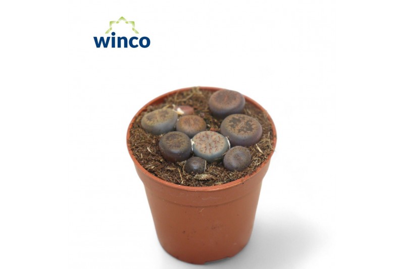 Lithops hookeri 