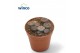 Lithops hookeri 