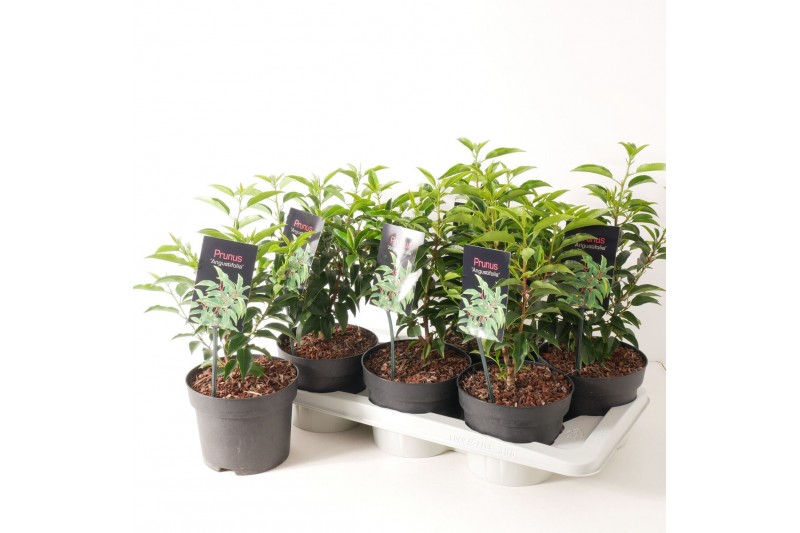 Prunus Prunus lusitanica Angustfolia P17 