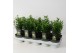 Euonymus japonicus mix Green Spire 