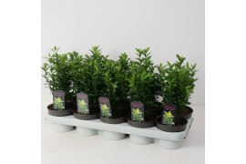 Euonymus japonicus mix Green Spire