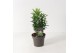 Euonymus japonicus mix Green Spire 