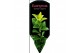 Euonymus japonicus mix Green Spire 