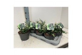 Euonymus fortunei harlequin