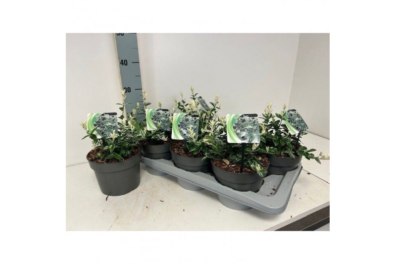 Euonymus fortunei harlequin 