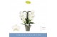 Phalaenopsis anthura madrid 3 tak fontano bellagio 