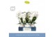 Phalaenopsis anthura madrid 3 tak fontano bellagio in white molise aqu 