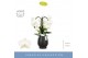 Phalaenopsis anthura madrid 3 tak fontano bellagio in black abruzzo aq 