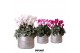Cyclamen pers. midi mix in Groove pot silver 