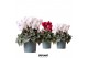 Cyclamen pers. midi rembrandt red/white mix 