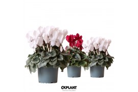Cyclamen pers. midi rembrandt red/white mix